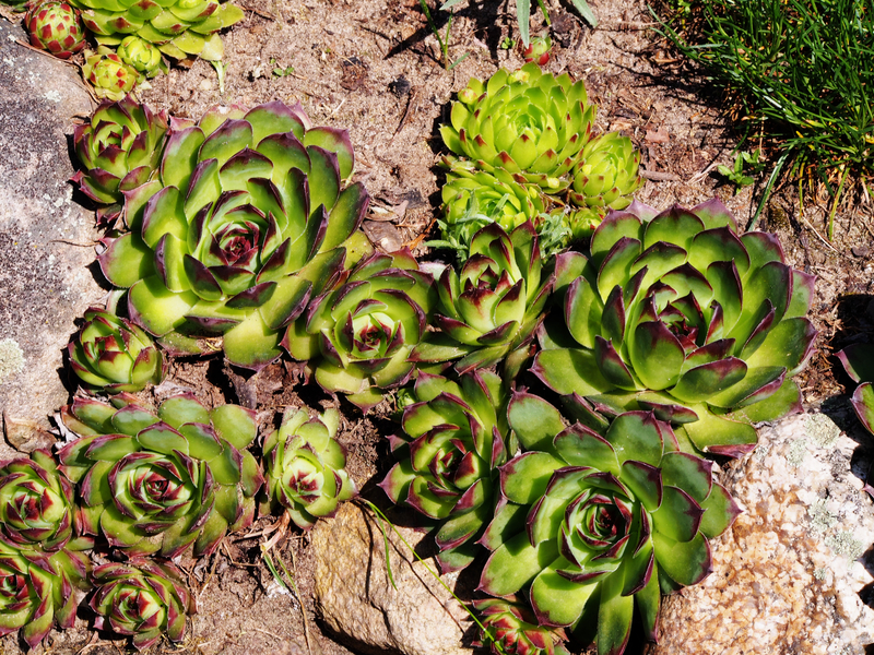 Professional gardeners garden